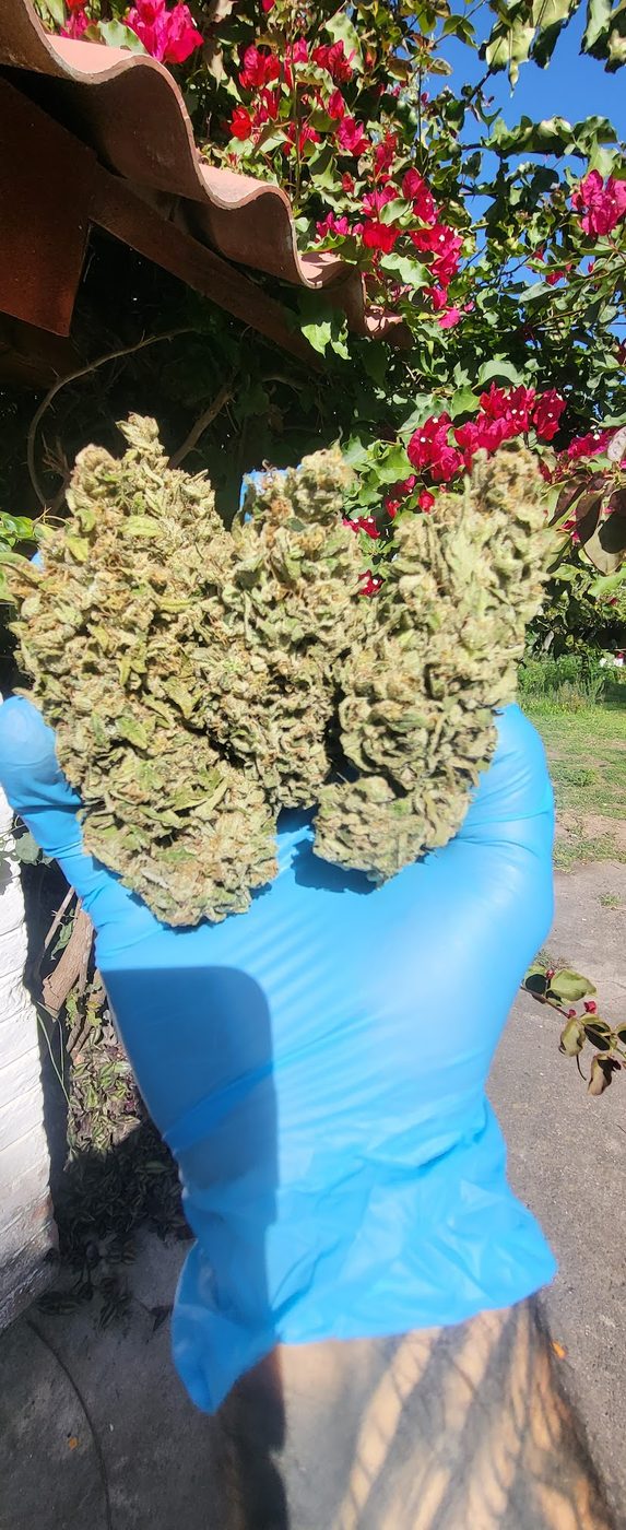 Cultivo SOMA